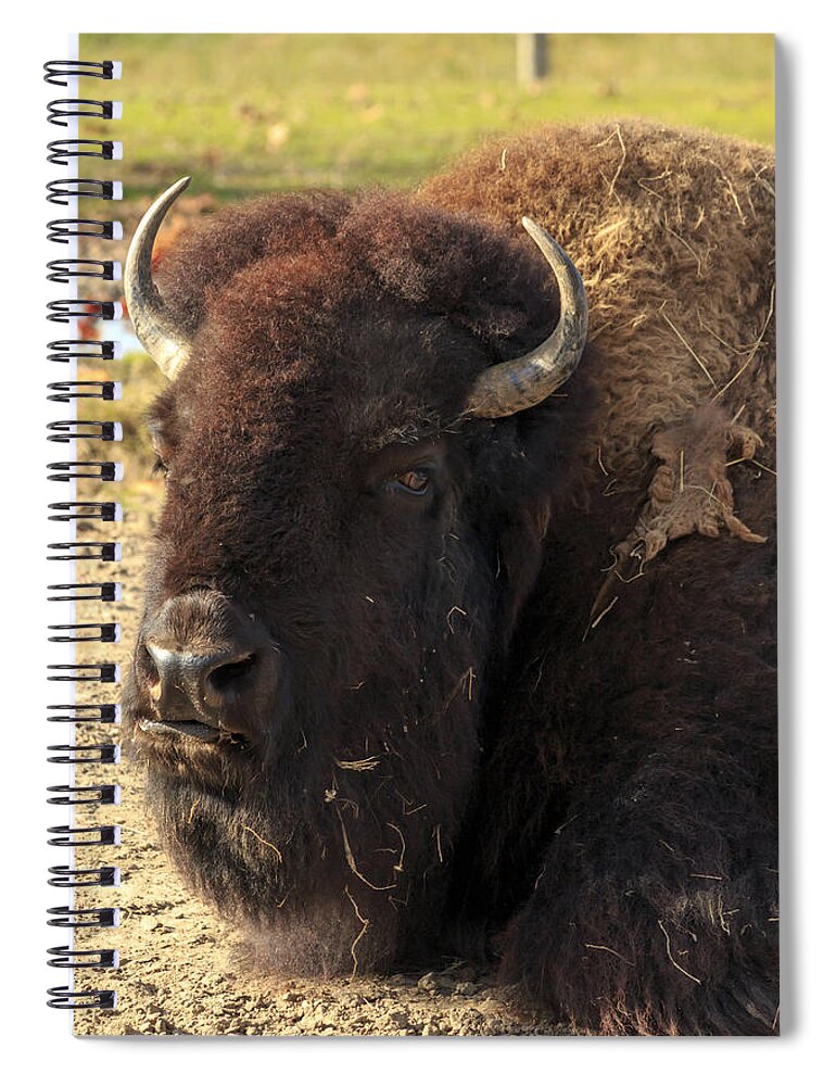 Acres Spiral Notebook featuring the photograph Resting Buffalo by Travis Rogers