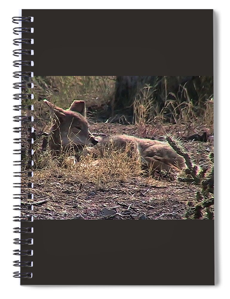  Canis Latrans Spiral Notebook featuring the photograph Resting Coyote by Judy Kennedy