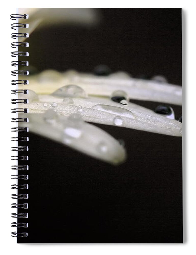 Daisy Spiral Notebook featuring the photograph Resting on the Edge by Angela Rath