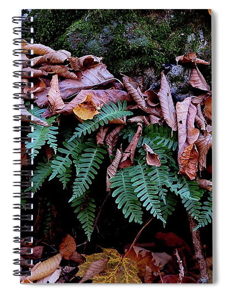 Fern Spiral Notebook featuring the photograph Resurrection Fern Along The Appalachian Trail by Daniel Reed