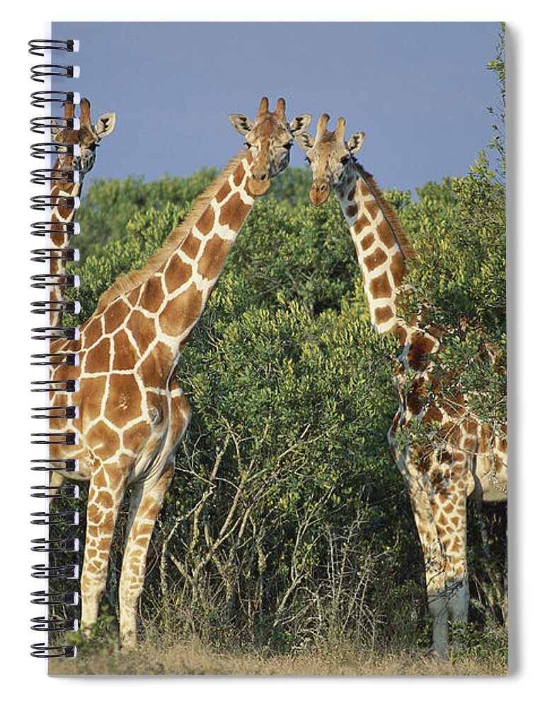 00910207 Spiral Notebook featuring the photograph Reticulated Giraffe Trio by Kevin Schafer