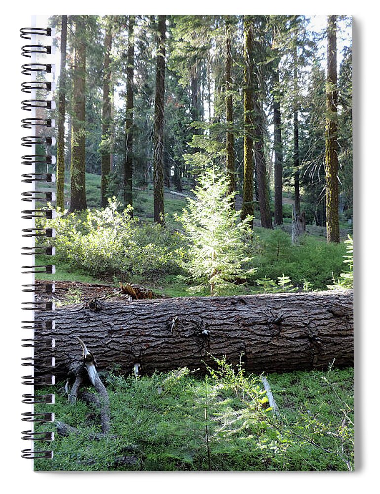 Mckinley Grove Spiral Notebook featuring the photograph Return To Mc Kinley Grove 3 by Eric Forster