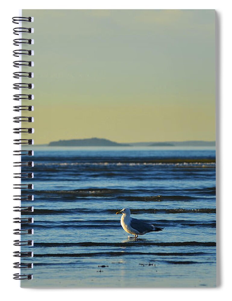 Revere Spiral Notebook featuring the photograph Revere Beach Seagull Revere MA by Toby McGuire