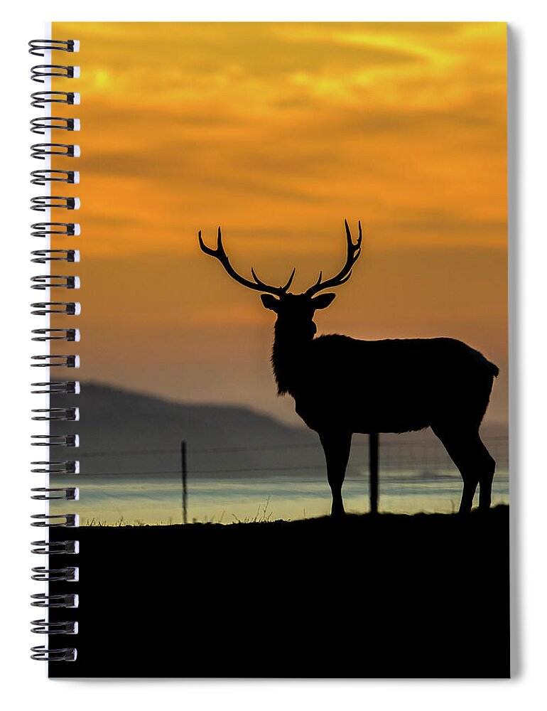 Bobcat Spiral Notebook featuring the photograph Reyes Morning by Kevin Dietrich