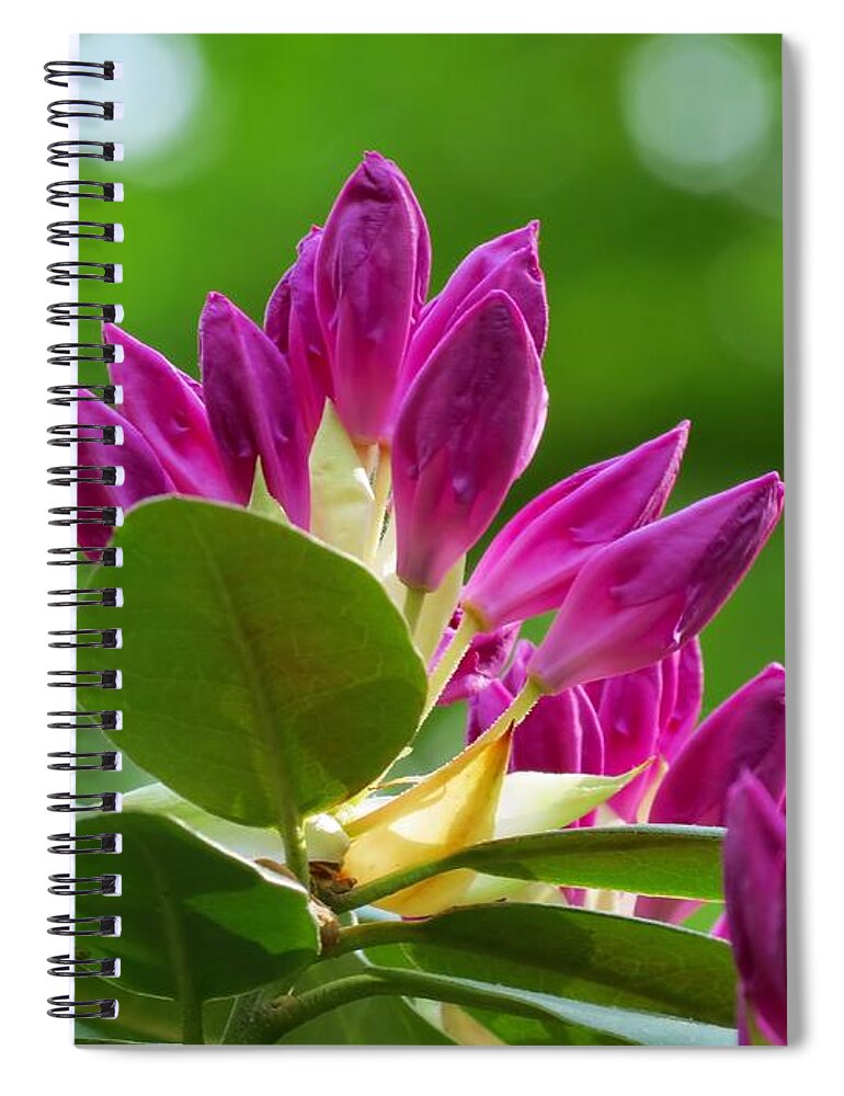 Rhododendron Spiral Notebook featuring the photograph Rhododendron Buds by MTBobbins Photography