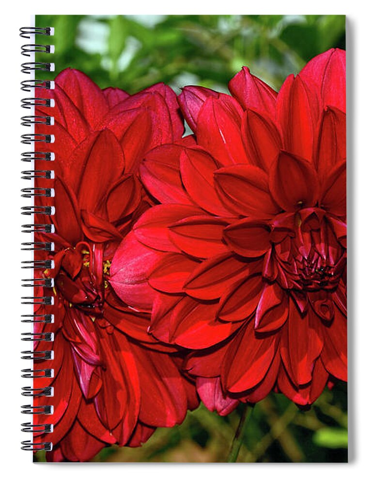 Rich Red Dahlias Spiral Notebook featuring the photograph Rich Red Dahlias by Kaye Menner by Kaye Menner