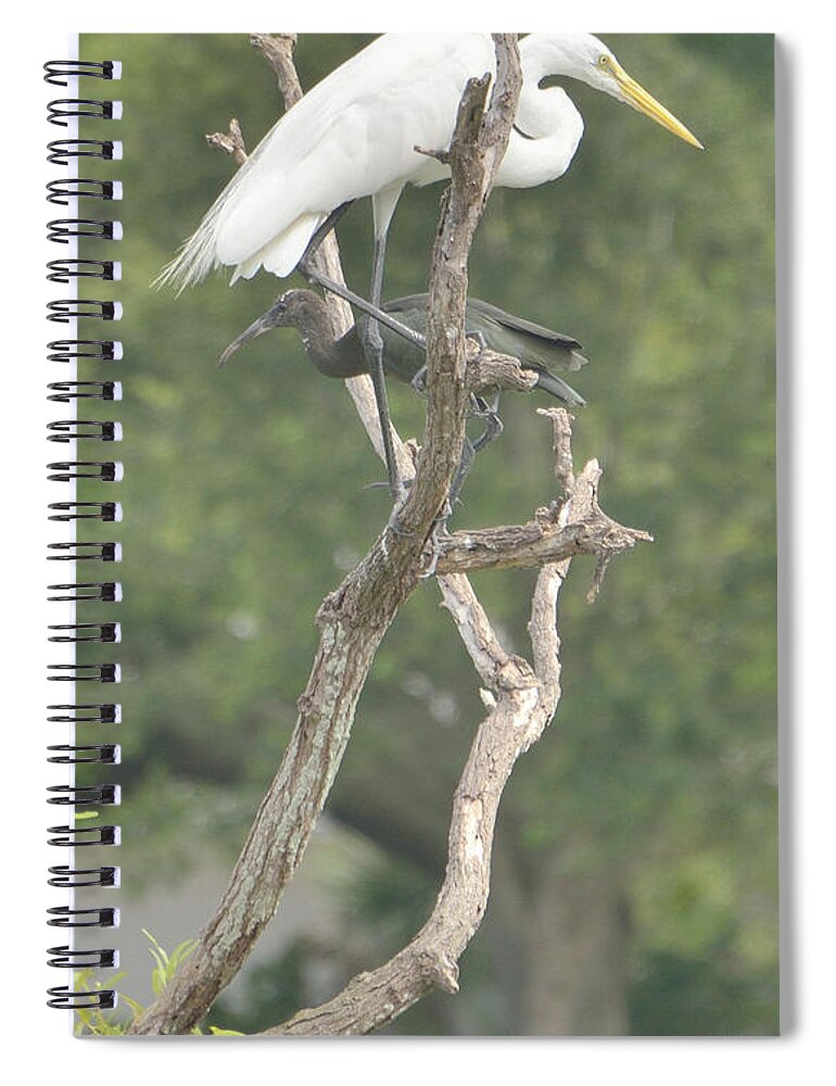 Nature Spiral Notebook featuring the photograph Right by Alison Belsan Horton