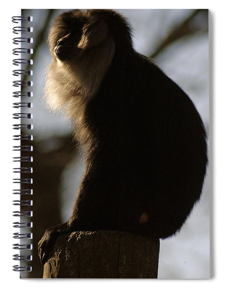 Memphis Zoo Spiral Notebook featuring the photograph Rim Light by DArcy Evans