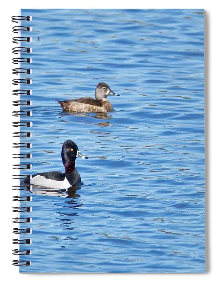 Duck Spiral Notebook featuring the photograph Ring-neck Ducks by Michael Peychich