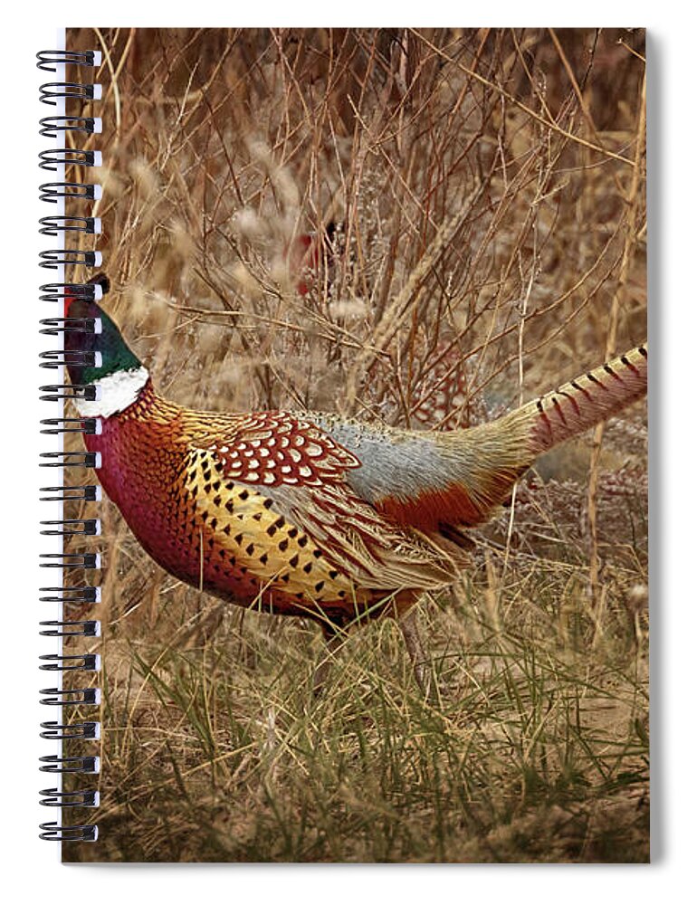 Pheasants Spiral Notebook featuring the photograph Ring Necked Pheasant by Susan Rissi Tregoning