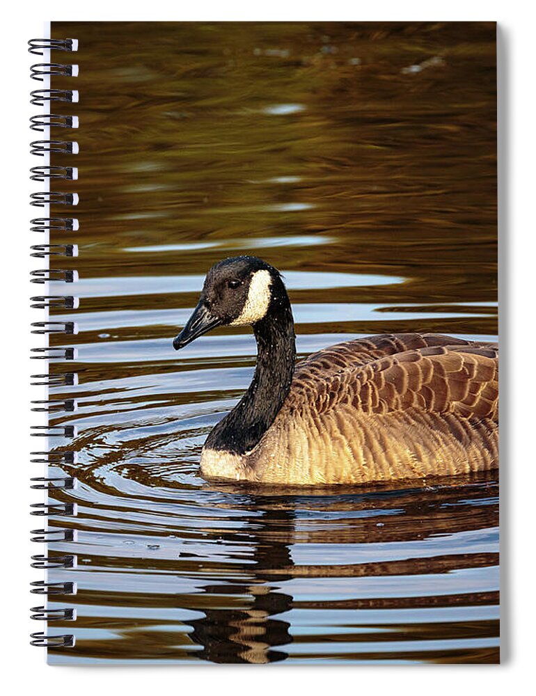 Canada Goos Spiral Notebook featuring the photograph Rings of Light by Jim Gillen