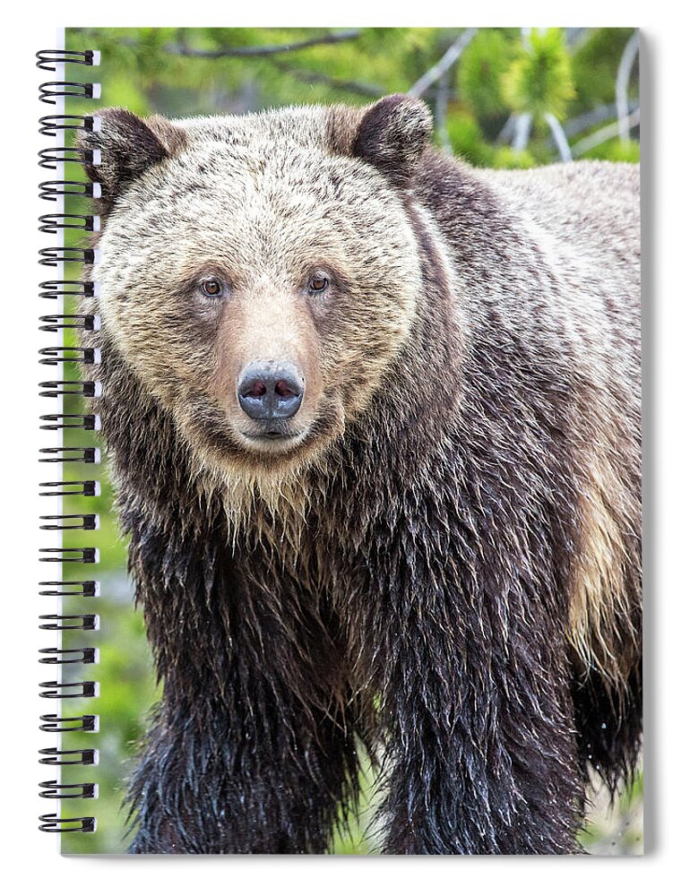 Grizzly Spiral Notebook featuring the photograph River Crossing by Kevin Dietrich