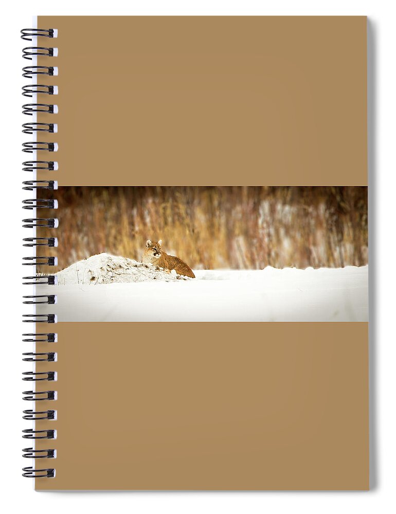 Lion Spiral Notebook featuring the photograph Rivers Treasure by Kevin Dietrich