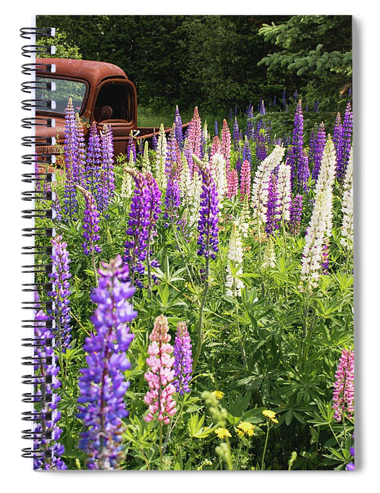 Lupines Spiral Notebook featuring the photograph Roadside Attraction by Holly Ross