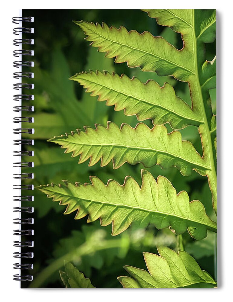 Fern Spiral Notebook featuring the photograph Roadside Fern - by Julie Weber
