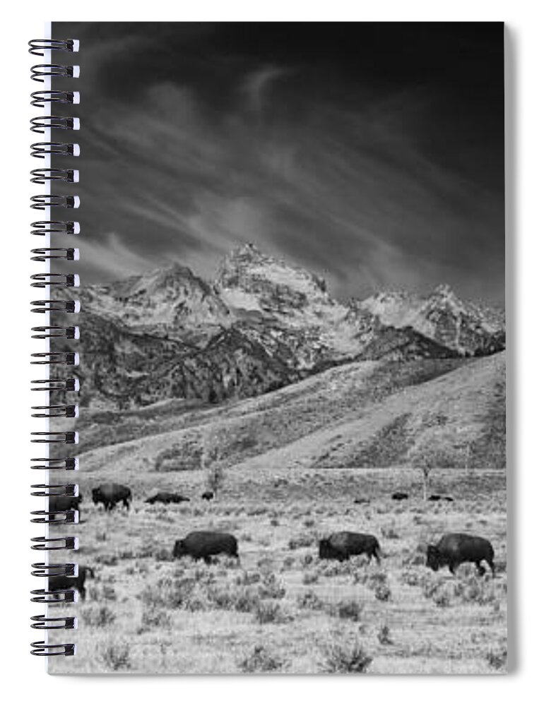 Animal Spiral Notebook featuring the photograph Roaming Bison in Black and White by Mark Kiver