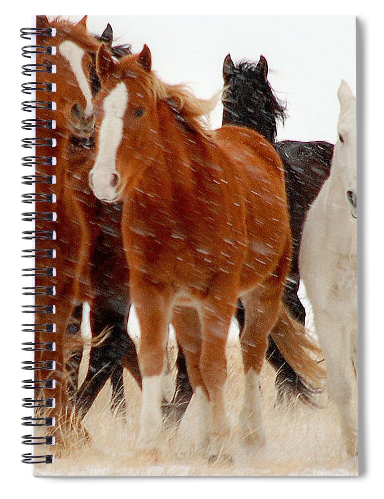Horse Spiral Notebook featuring the photograph Roaming Free.. by Al Swasey