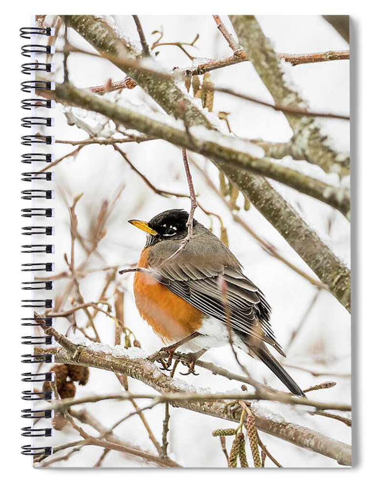 American Robin Spiral Notebook featuring the photograph Robin Alder Snow by Robert Potts