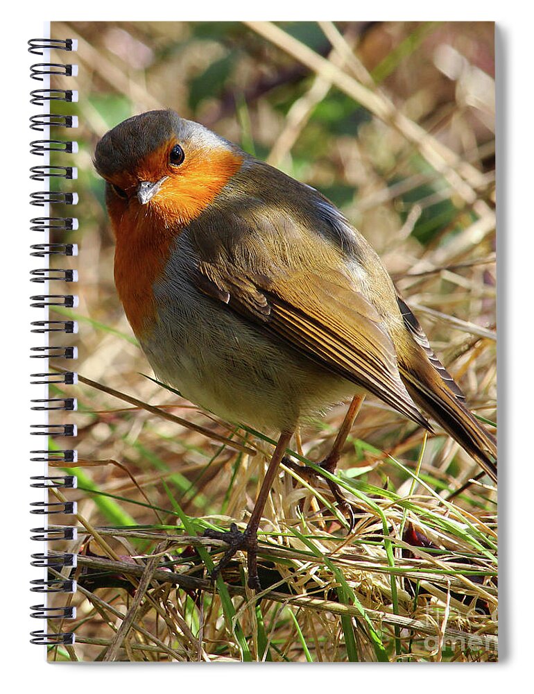 Eddie Barron Spiral Notebook featuring the photograph Robin in Hedgerow Donegal 3 by Eddie Barron
