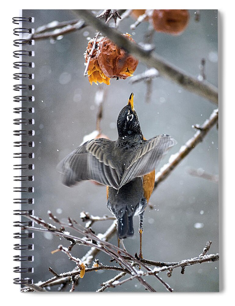 Robin Red Breast Spiral Notebook featuring the photograph Robins Portrait Pose by Marty Saccone