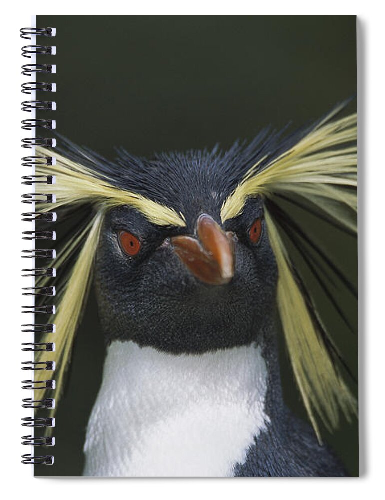 Mp Spiral Notebook featuring the photograph Rockhopper Penguin Eudyptes Chrysocome by Tui De Roy