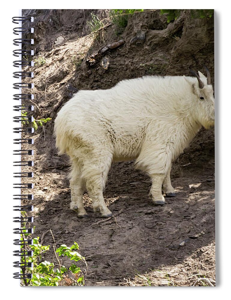 Goat Spiral Notebook featuring the photograph Rockies Mt Goat by Louise Magno