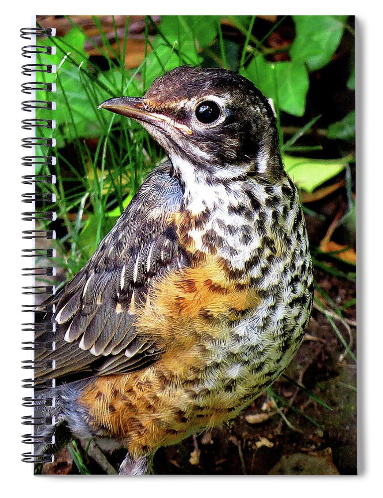 Robin Spiral Notebook featuring the photograph Rockin' Robin with Peanut by Linda Stern