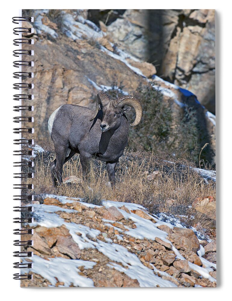 Rocky Mountain Big Horn Ram Spiral Notebook featuring the photograph Rocky Mountain Big Horn Ram by Gary Langley