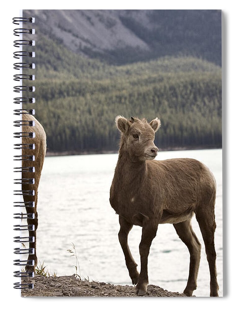 Sheep Spiral Notebook featuring the digital art Rocky Mountain Sheep by Mark Duffy