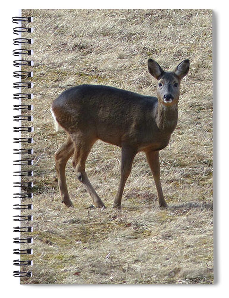 Deer Spiral Notebook featuring the photograph Roe doe in March by Phil Banks