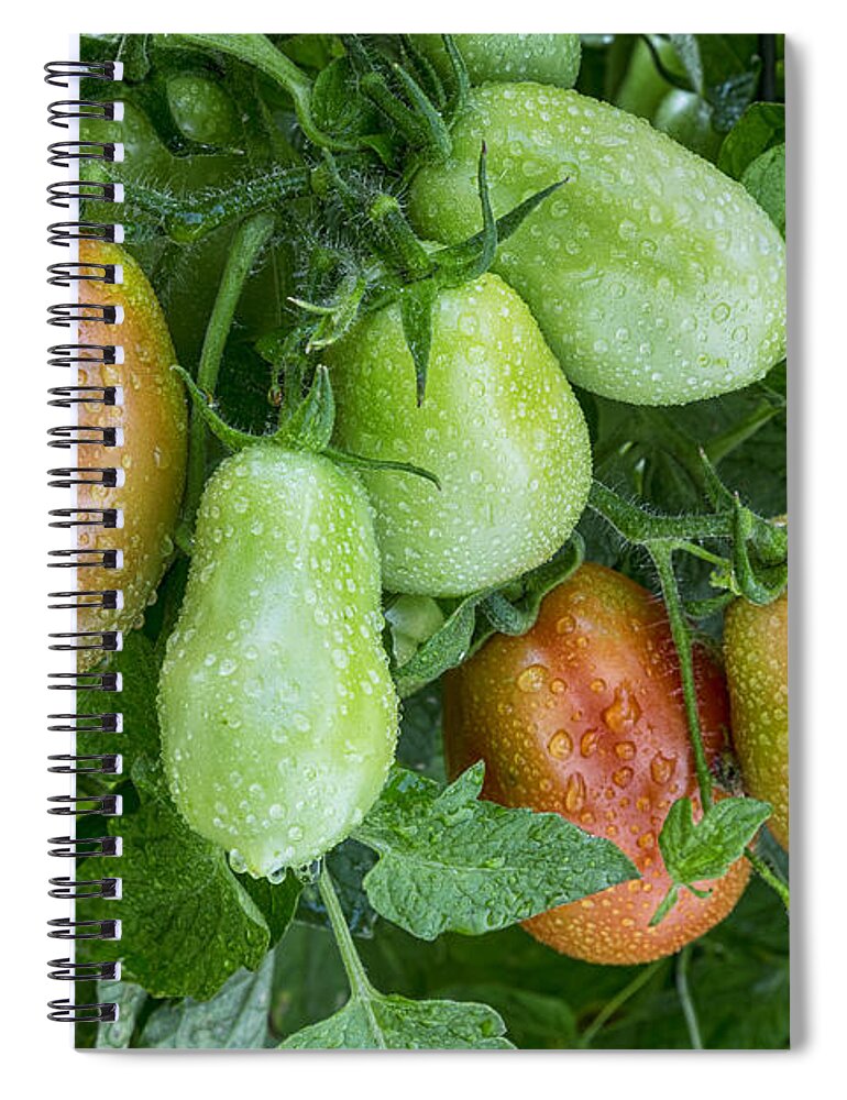 Roma Spiral Notebook featuring the photograph Roma Raindrops by James BO Insogna