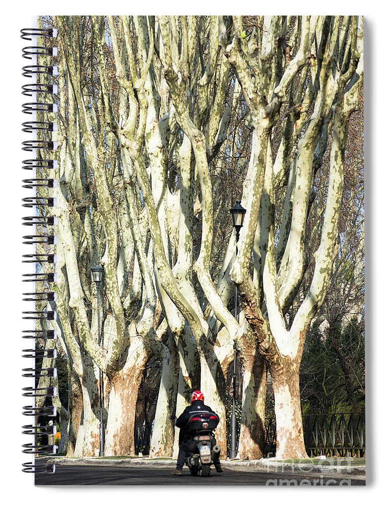 Rome Spiral Notebook featuring the photograph Roman trees by Andrew Michael