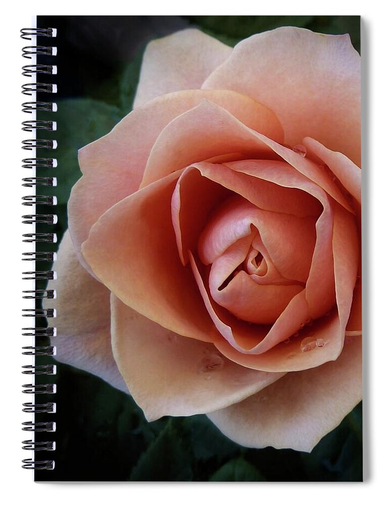 Pink Spiral Notebook featuring the photograph Romantic Rose by Patricia Strand