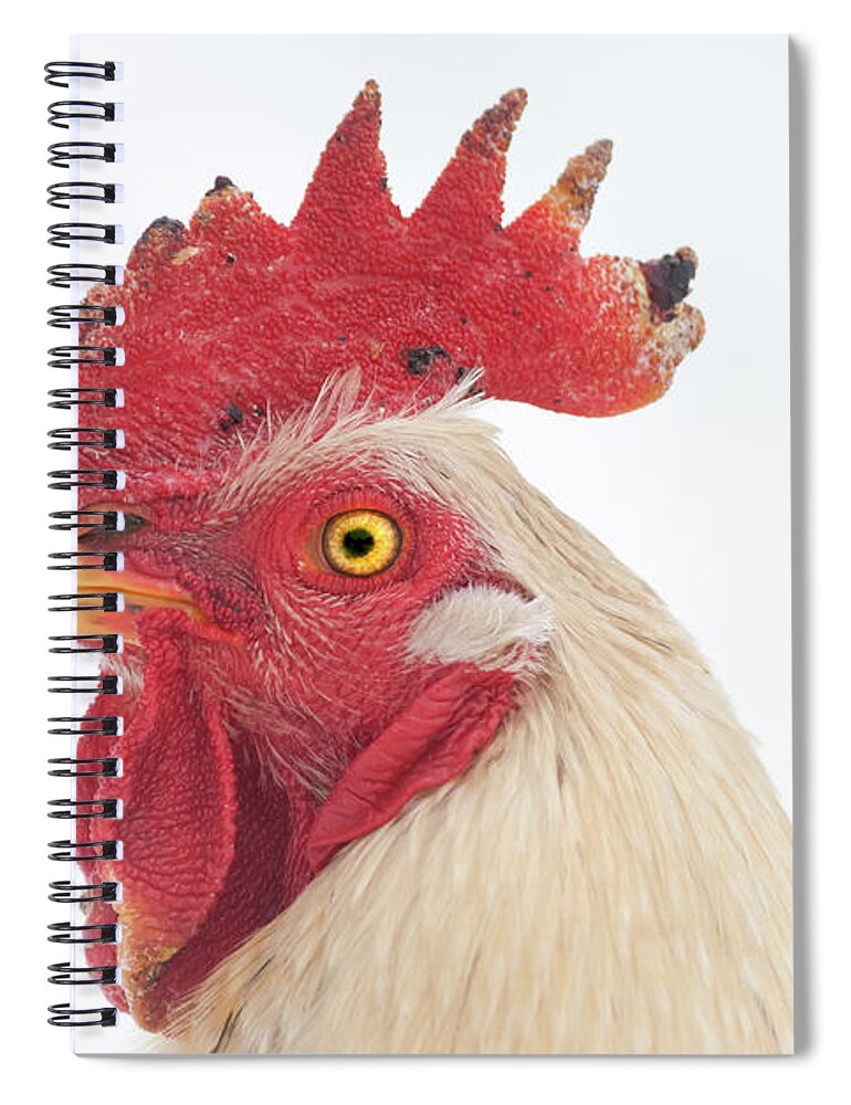 Chicken Spiral Notebook featuring the photograph Rooster Named Spot by Troy Stapek