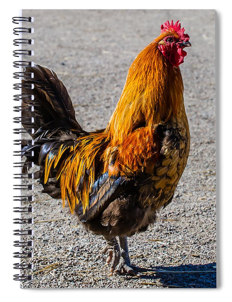 Rooster Spiral Notebook featuring the photograph Rooster by Torbjorn Swenelius
