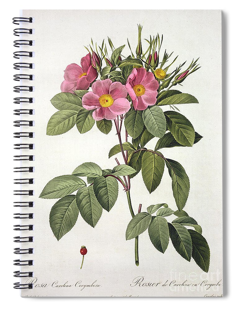 Rosa Spiral Notebook featuring the drawing Rosa Carolina Corymbosa by Pierre Joseph Redoute