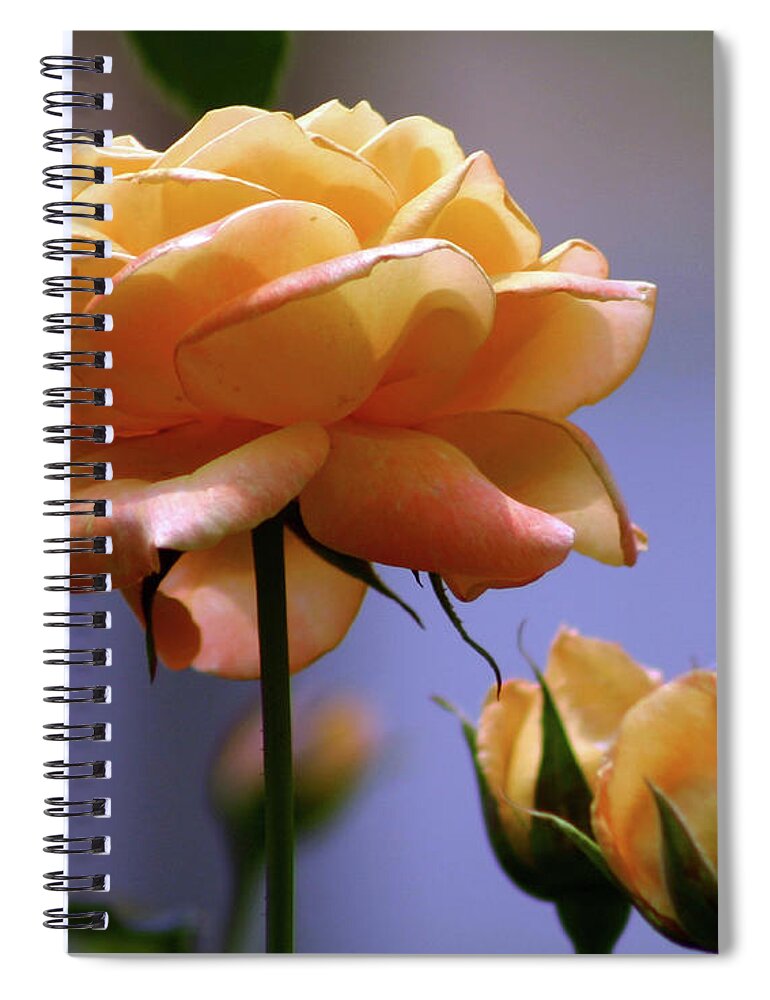 Rose Spiral Notebook featuring the photograph Rose 1156 H_2 by Steven Ward
