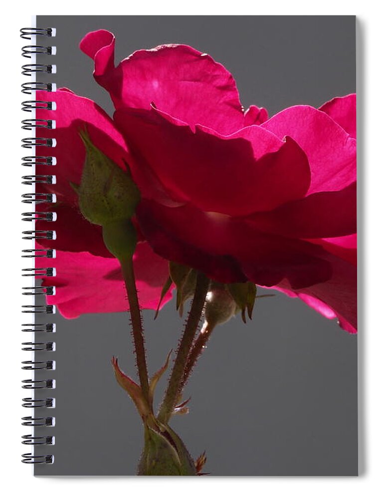 Botanical Spiral Notebook featuring the photograph Rose Backlight by Richard Thomas