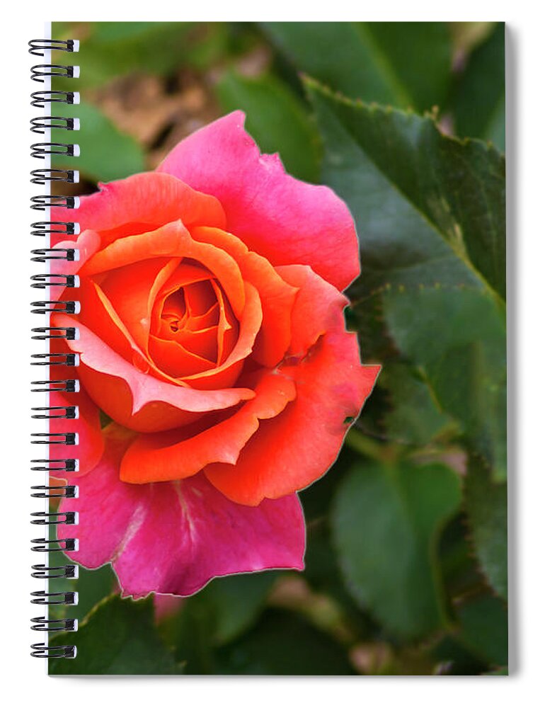 Rose Spiral Notebook featuring the photograph Rose by Bill Barber