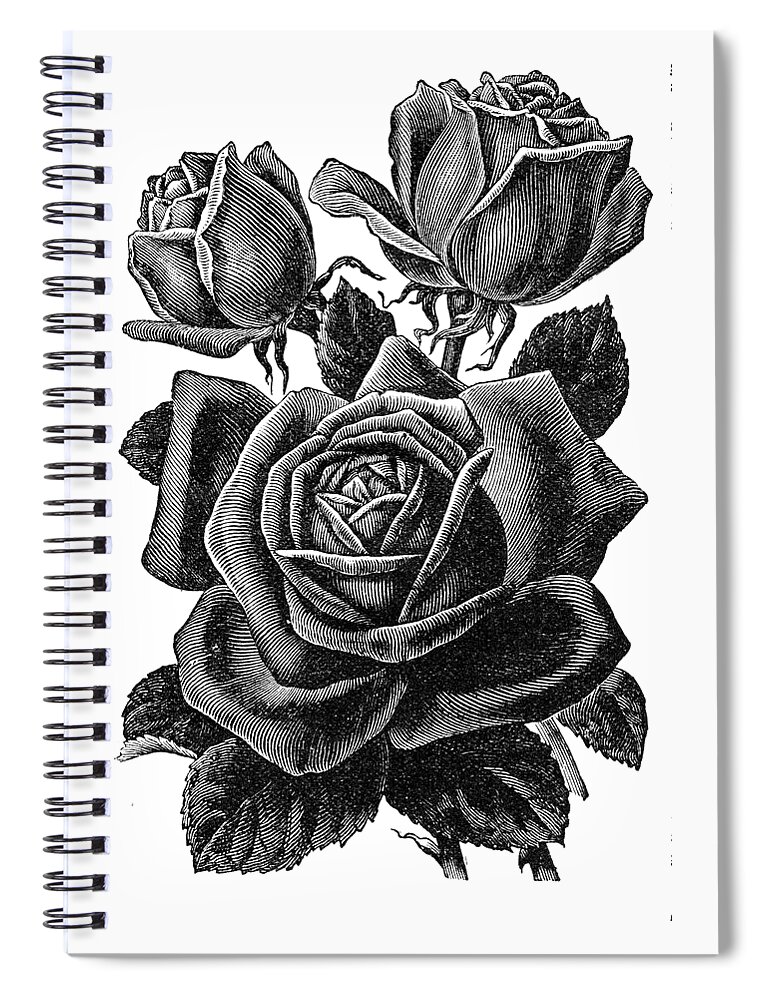 Vintage Rose Spiral Notebook featuring the digital art Rose Black by Kim Kent