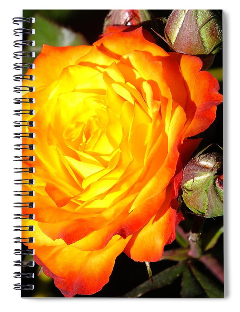 Roses Spiral Notebook featuring the digital art Rose Flames by Yenni Harrison