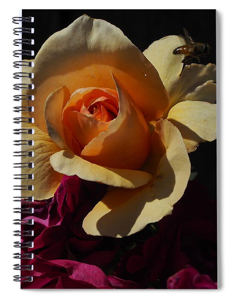 Botanical Spiral Notebook featuring the photograph Rose Gold, Red and Busy Bee by Richard Thomas