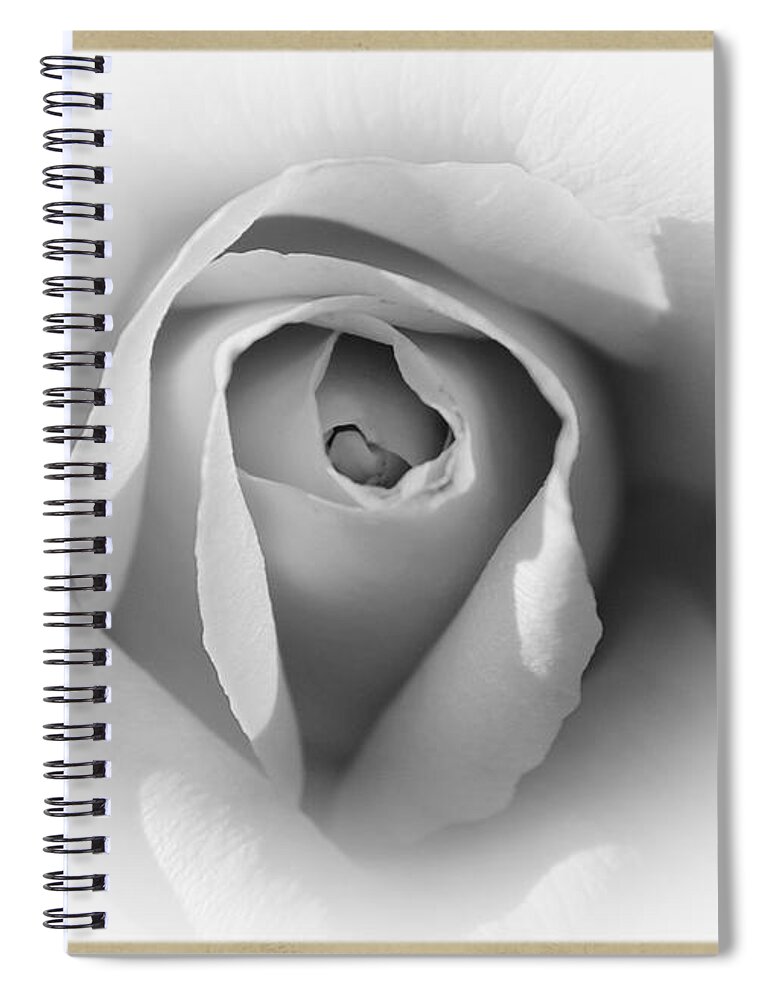 Rose Spiral Notebook featuring the photograph Rose - High Key by Stefano Senise