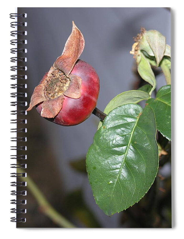 Rose Hip Spiral Notebook featuring the photograph Rose Hip by Stephen Daddona