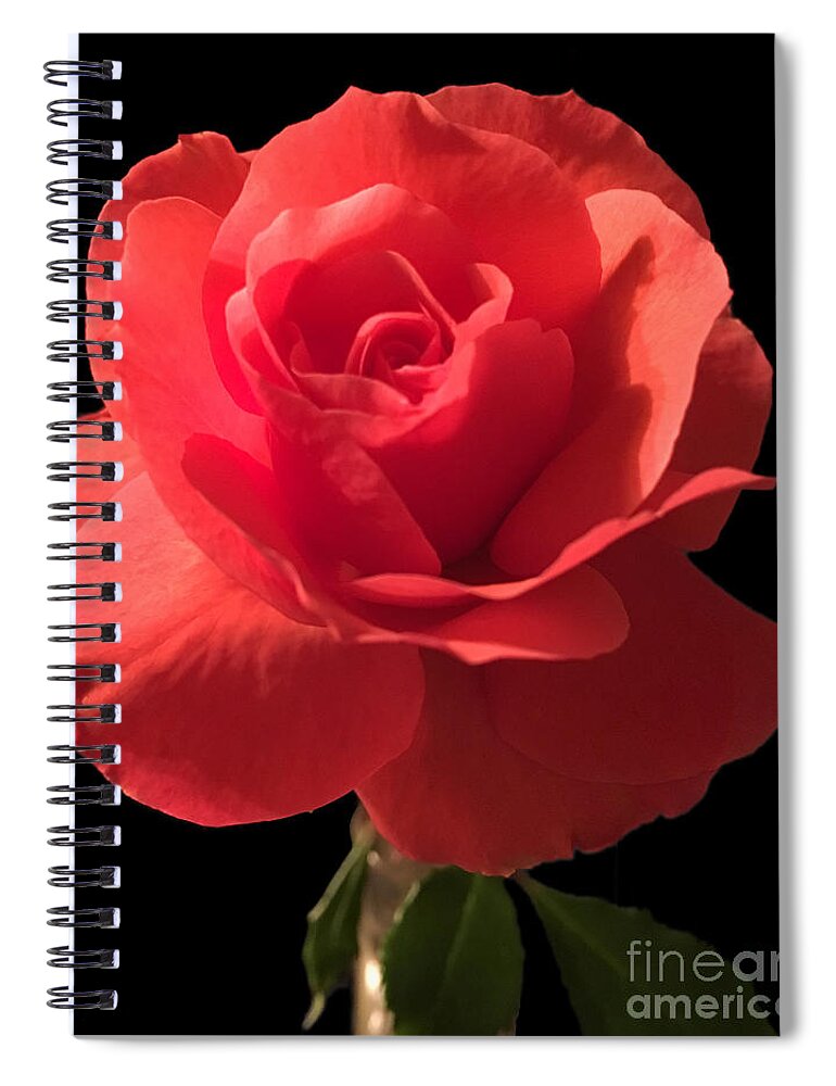 Rose Spiral Notebook featuring the photograph Rose in Bloom by CAC Graphics