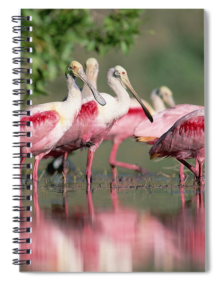 00171421 Spiral Notebook featuring the photograph Roseate Spoonbill Flock Wading In Pond by Tim Fitzharris