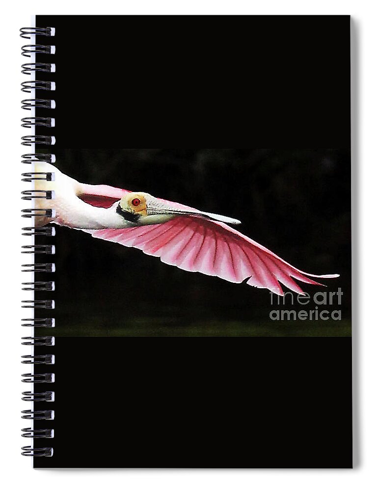 Roseate Spoonbill In Flight Spiral Notebook featuring the photograph Roseate Spoonbill in Flight by Jennifer Robin