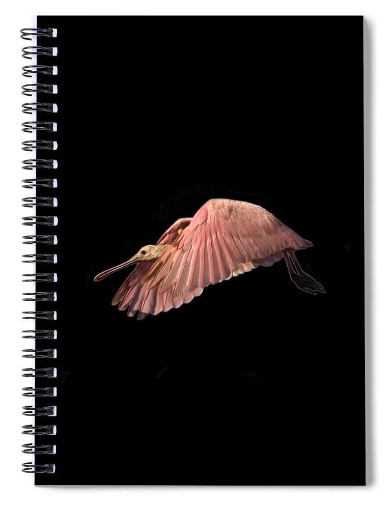 Roseate Spoonbill Spiral Notebook featuring the photograph Roseate Spoonbill in Flight by John Harmon