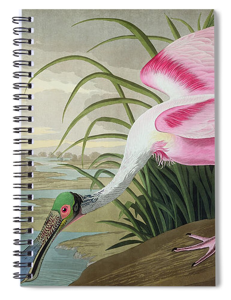 Audubon Spiral Notebook featuring the painting Roseate Spoonbill by John James Audubon