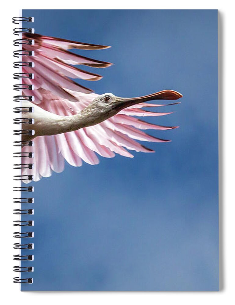 Spoonbill Spiral Notebook featuring the photograph Roseate Spoonbill wings it by Steven Upton